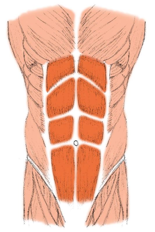 Abnehmen am Bauch – Der gerade Bauchmuskel bildet optisch den sogenannten Waschbrettbauch